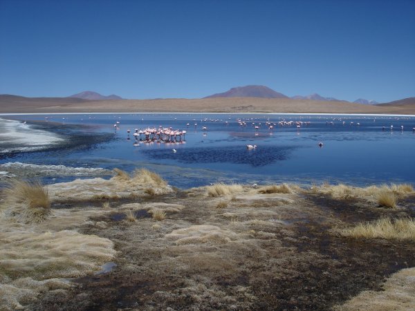 Laguna Caňapa a plameňáci.